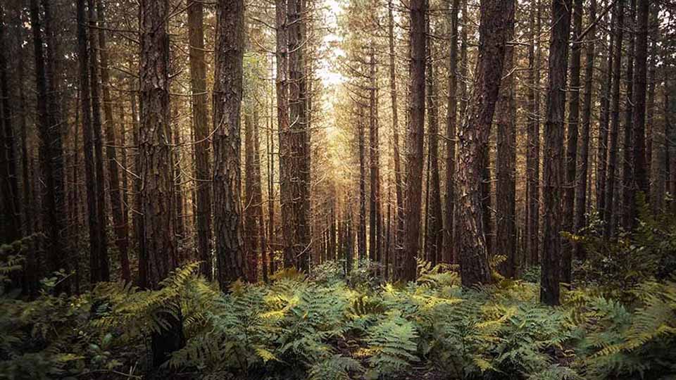 Kan vi i Norden lære å leve på mer klimavennlig måte? Kan vi i Norden lære å leve på mer klimavennlig måte?