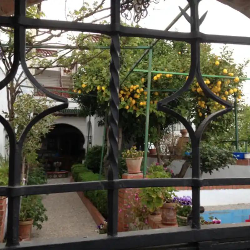 PIAAC in Finland: Aaro Harju on impact and challenges View of a traditional Spanish courtyard seen through a decorative wrought iron window grille, featuring abundant orange trees, green foliage, flowering plants in terracotta pots, and a white-washed building with a visible archway leading to a shaded porch.