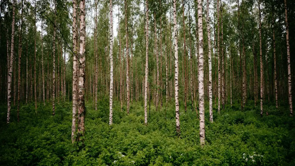 Nordplus ansøgningsrunden 2025 er åben! En tæt birkeskov med høje, slanke træstammer omgivet af en frodig, grøn bund af bregner og lav vegetation. Sollyset filtreres gennem løvet, hvilket skaber et blødt, naturligt lys.