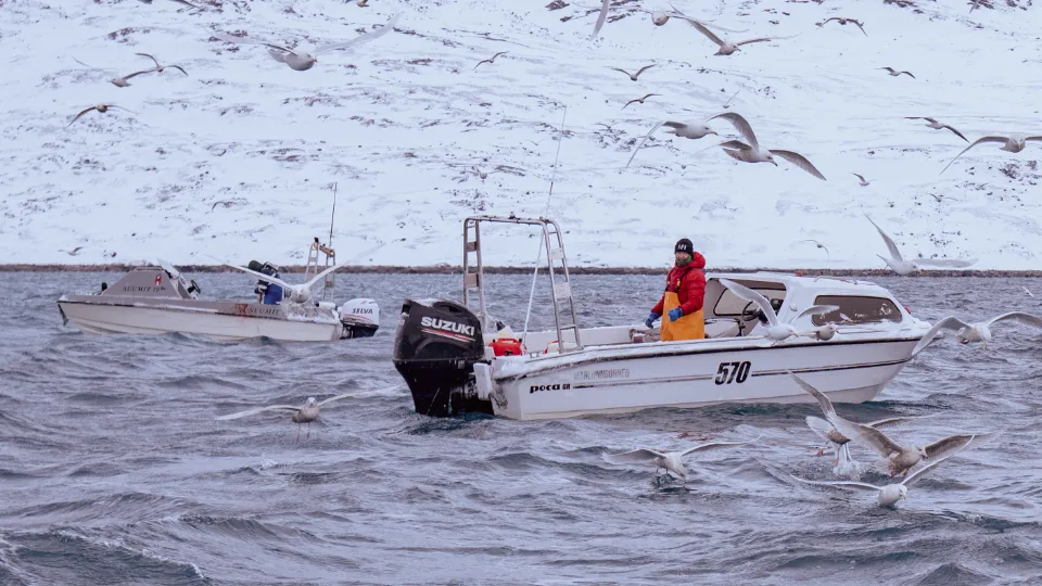 Fiskerbåd på stormfuldt hav omgivet af måger med snedækkede bjerge i baggrunden.